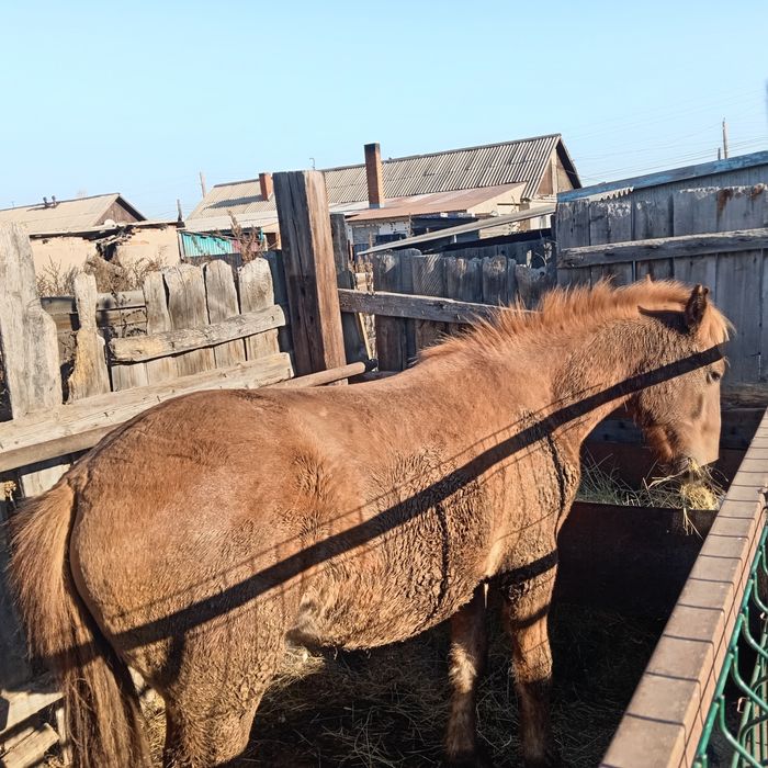 Согым, кунан и крупный тай