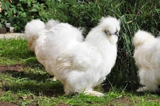 SHOLK Amerikanskiy SOTUVDA 1+3