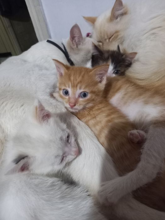 Отдаю котят в добрые любящие руки.