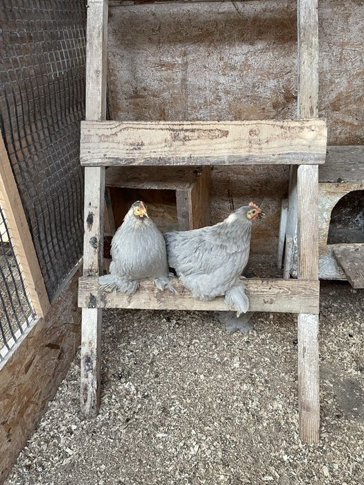 Vand oua de incubat cochinchina pitic lavanda