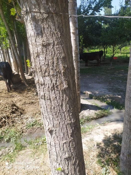 Terak sotiladi 100 tup donasi 700000 dan