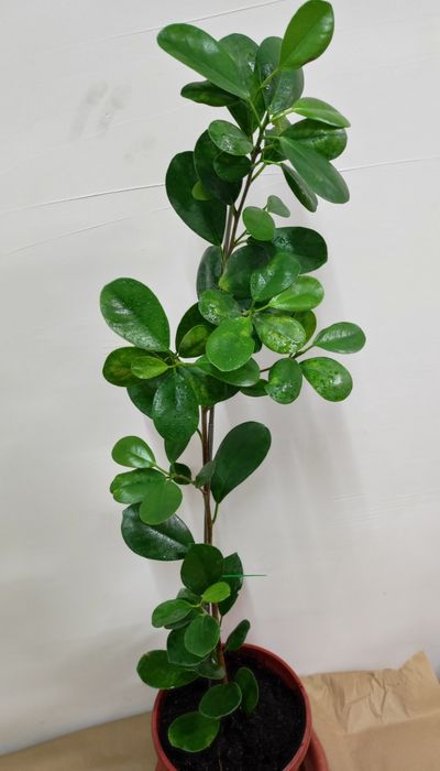 фикус Миллионерша