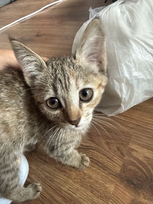 Отдам котенка в надежные руки