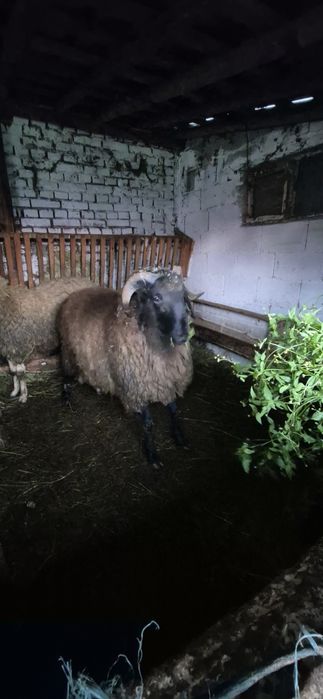 Коч само за ценители