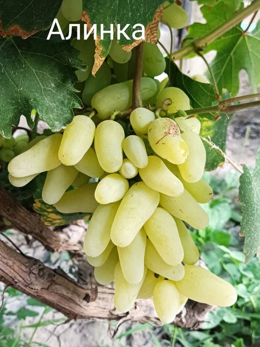 Саженцы винограда