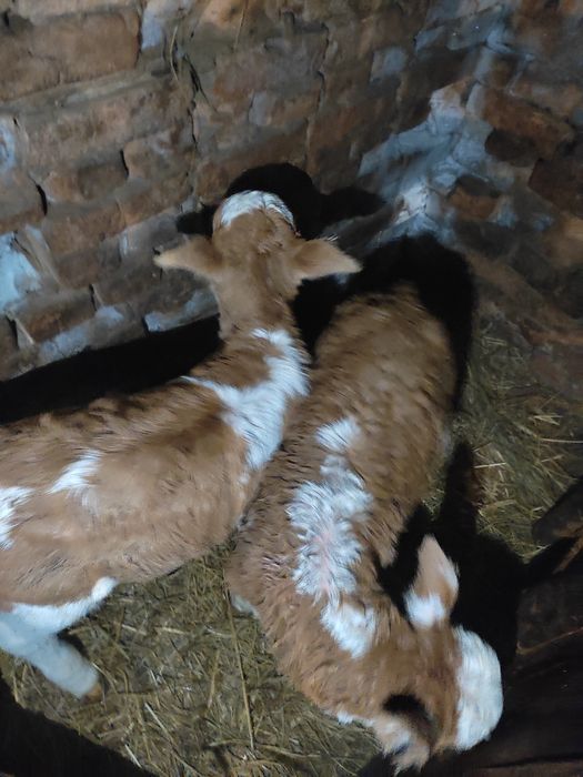 Бұзау сатамын . (Ұрғашы)