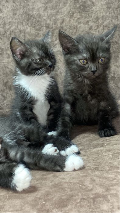 отдам котят даром