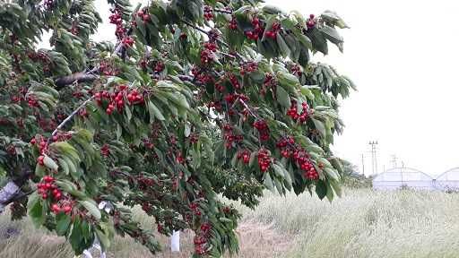 Сграда 90кв.м с Акт.16, с ток и вода в зем. парцел 4,5дка до регулация