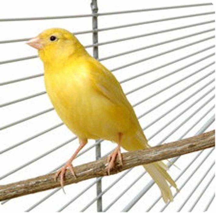 Канарейки поющие молодые