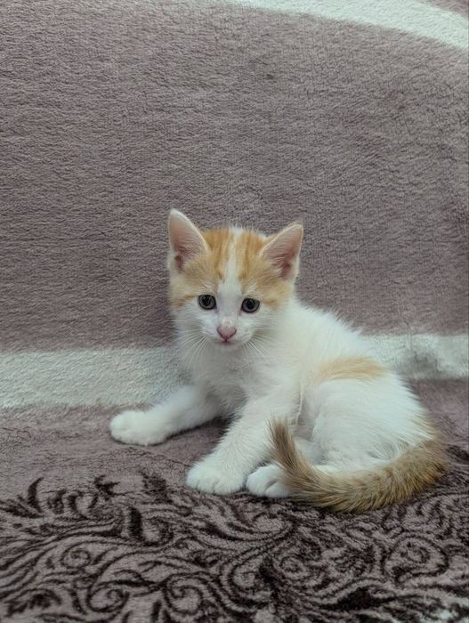 Котята бесплатно в добрые руки