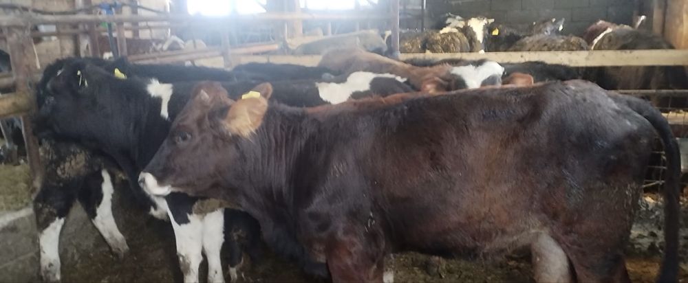 Vand 7 taurasi si 3 vitele