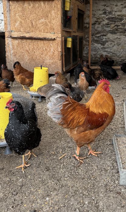 New Hampshire familie 1+5