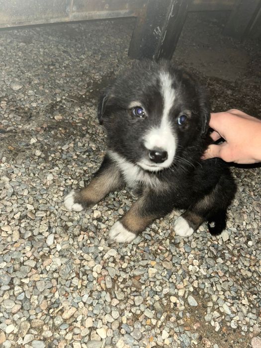 Красивые щенки, отдам даром.