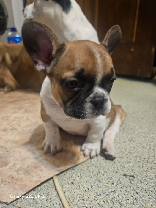 Продам щенка французский бульдог