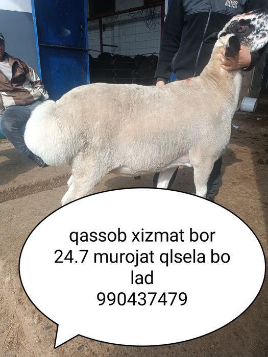 Qassob chlik xizmat bor