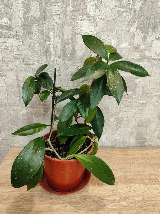 Продается цветок хойя