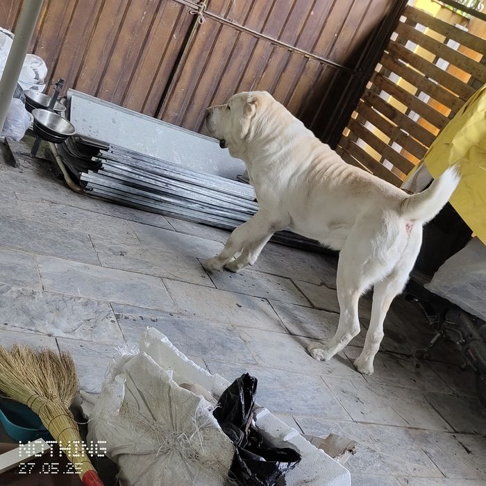 Алабай ищем девочку для вязки