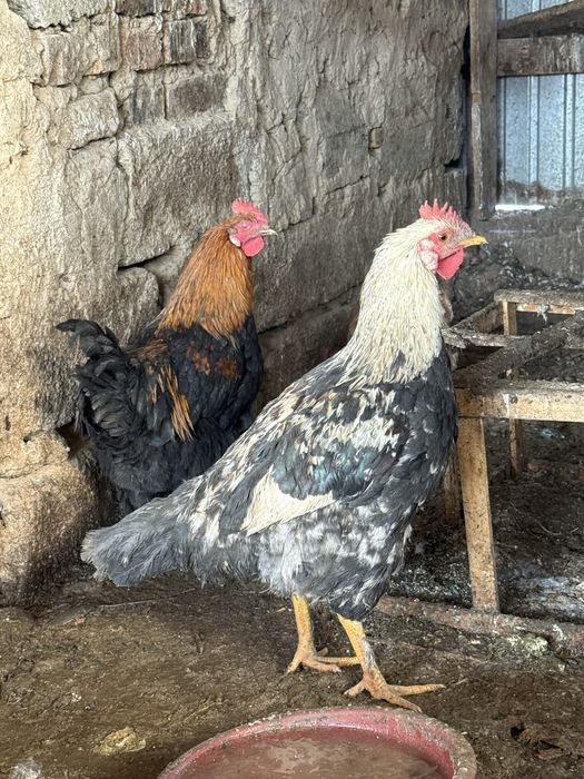 Қораздар сатылады багасы 2500 кировада    Мейрамбек 8 қораз