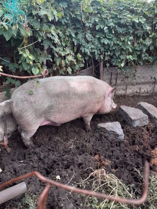 Продам хряка производителя