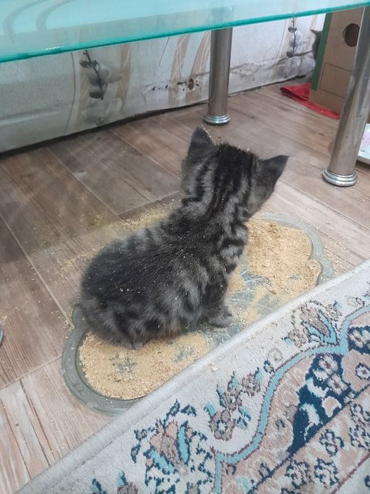 Продам Британских котят
