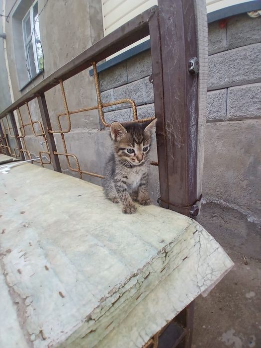 Котейки два месеца