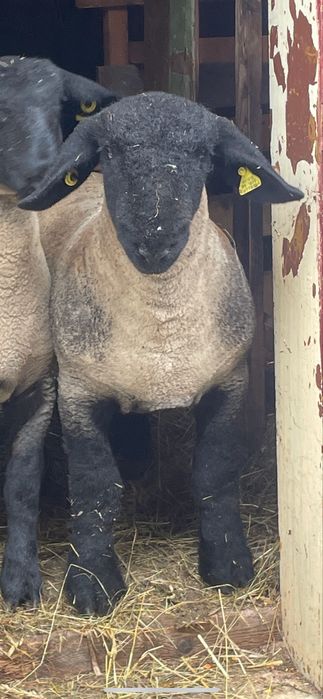 Miei și oi Suffolk in Arges de Vânzare