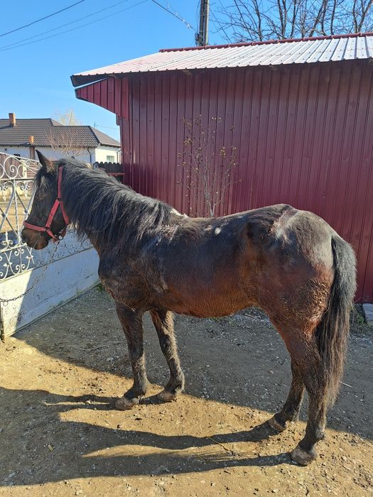 Vând cal iapă  11 ani  și căruță cu ham iapă ascultătoare și cuminte.