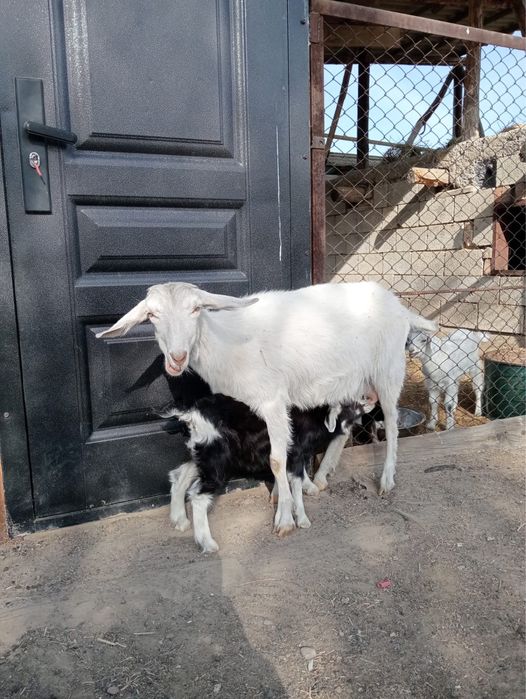 Сүтті ешкі сатылады