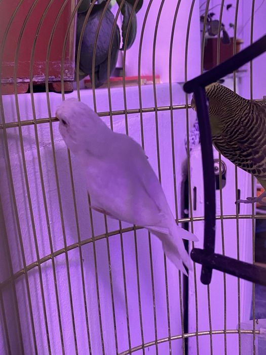 Vând papagali rasa Peruși