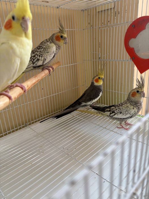 Красивые попугайчики карэллы