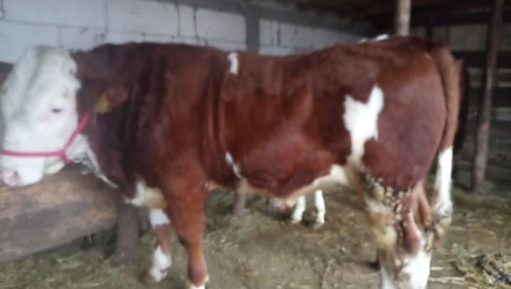 Vând taur original din montă