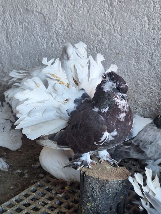 Indieni Voltați indieni