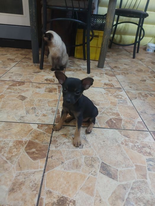 Продам щенков той терьера