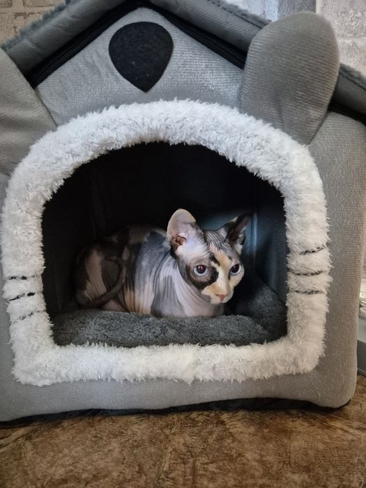 Продается кошка сфинкс.