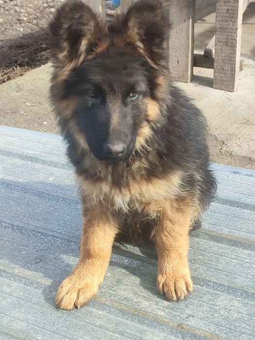 Немецкая овчарка