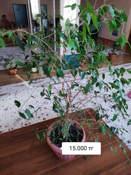 Комнатные растения