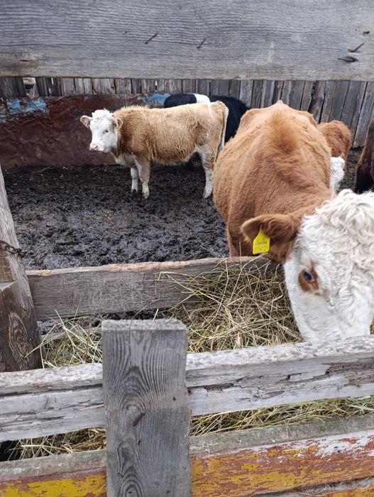 Продам корову с теленком