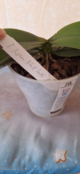 Коллекционное орхидея