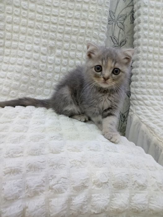 Zoti Fillandiya jghj