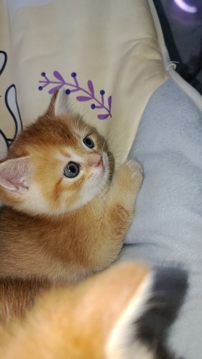 Zalotaya shinshila ny12