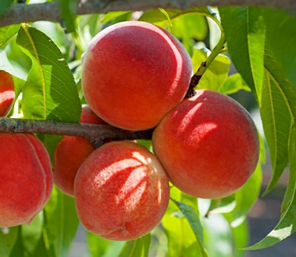 Piersic (Soiul Red Top)