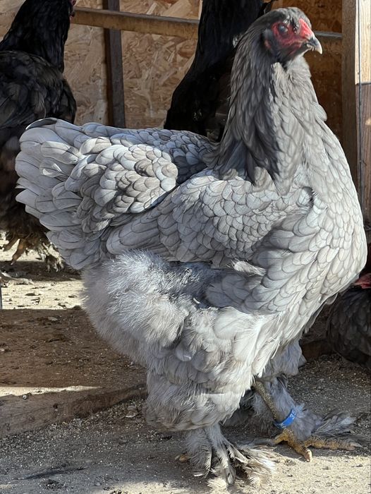 Vand pui gaina din rasele austrolop si brahma