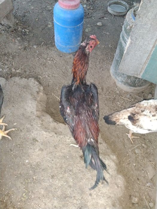 Дакан қораз сатам