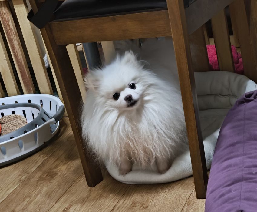 Красавец померанец, на вязку