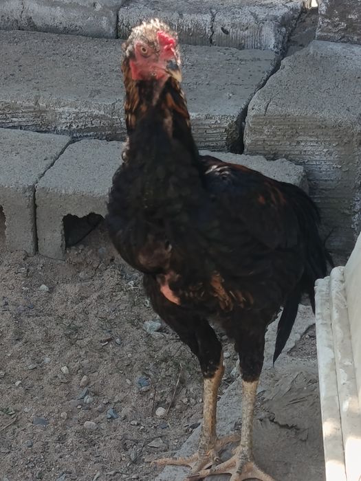 Дакан Жужа сентябрьский