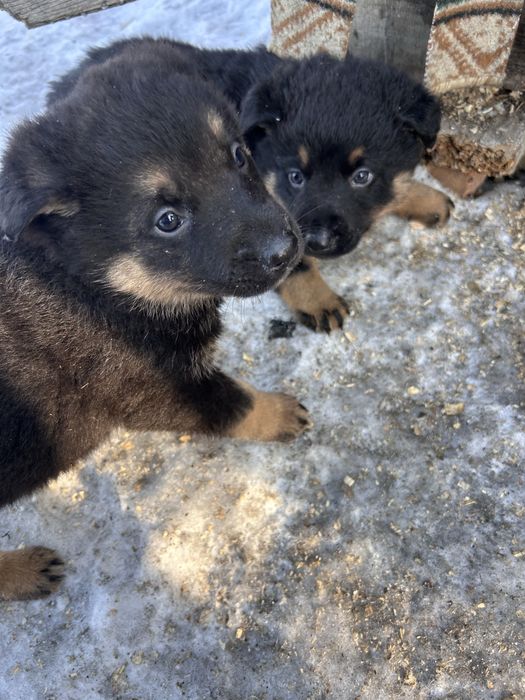 Отдаю щанят полу авчарок