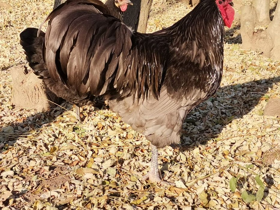 Ouă australop incubat