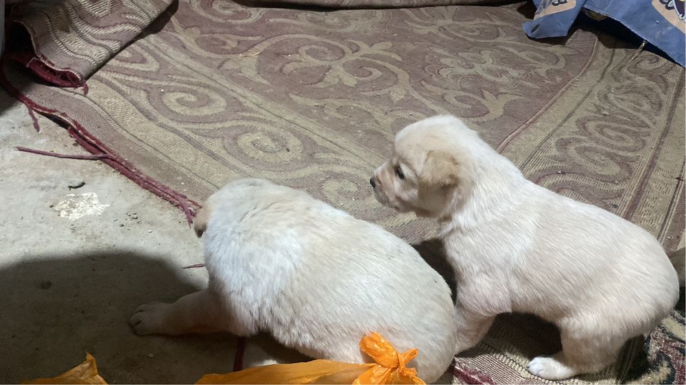 Продаётся щенка…