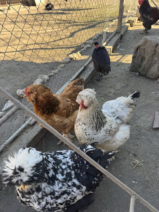 Oua incubat de la gainile din imagini