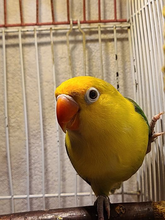 Папугай ,неразлучник 8 мес